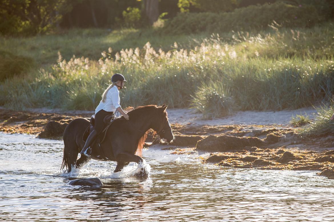 Irish Cob Lady Giga Of Ireland billede 21
