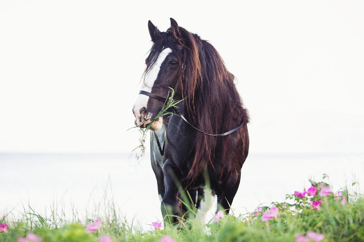 Irish Cob Lady Giga Of Ireland billede 8