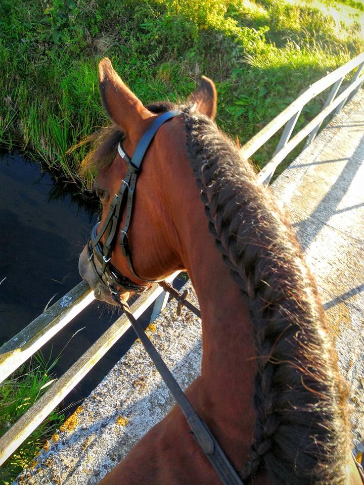 New Forest Baltazar - Foto:Mig ( 2016) billede 2