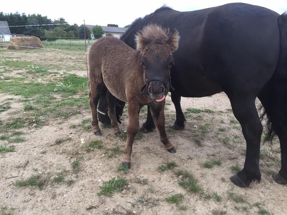 Shetlænder Annagaard Unesco billede 14