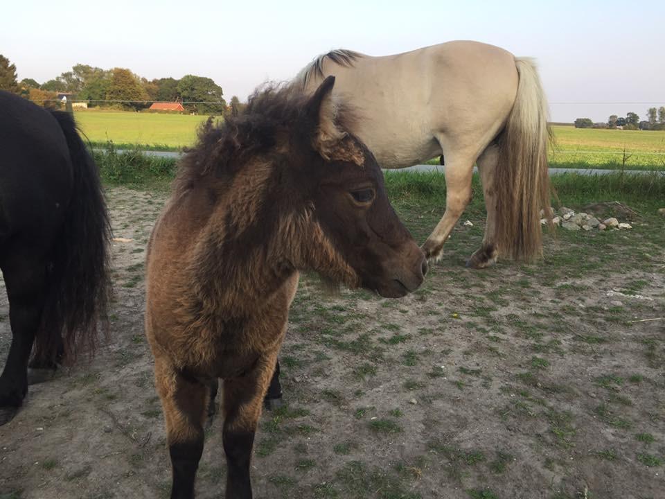 Shetlænder Annagaard Unesco billede 10