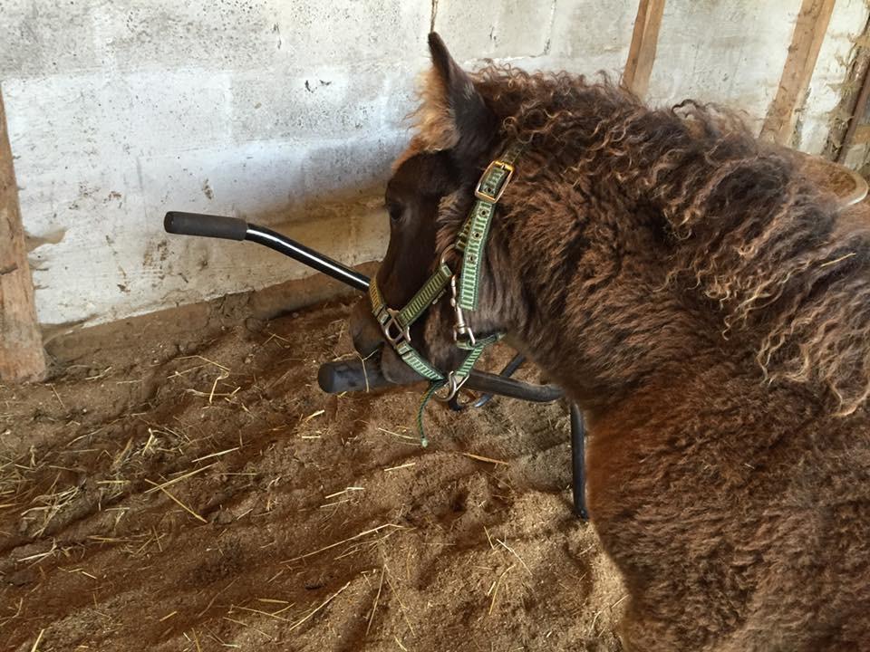 Shetlænder Annagaard Unesco billede 13