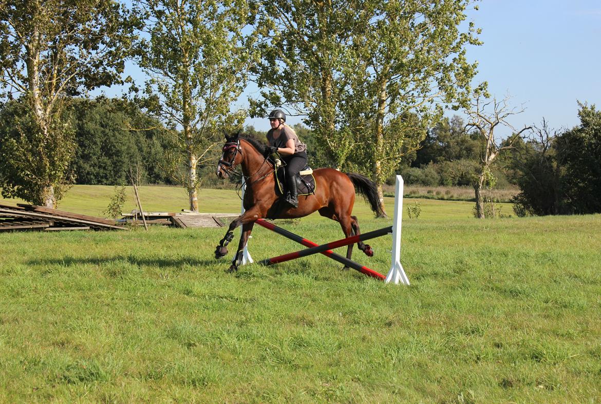 Fuldblod (XX) Flyin Dane (Fabian) - Sep. 2016 billede 2