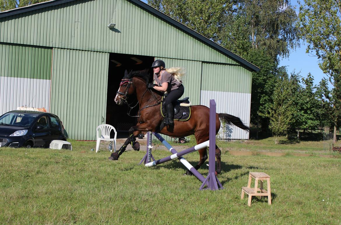 Fuldblod (XX) Flyin Dane (Fabian) - Sep. 2016 billede 3