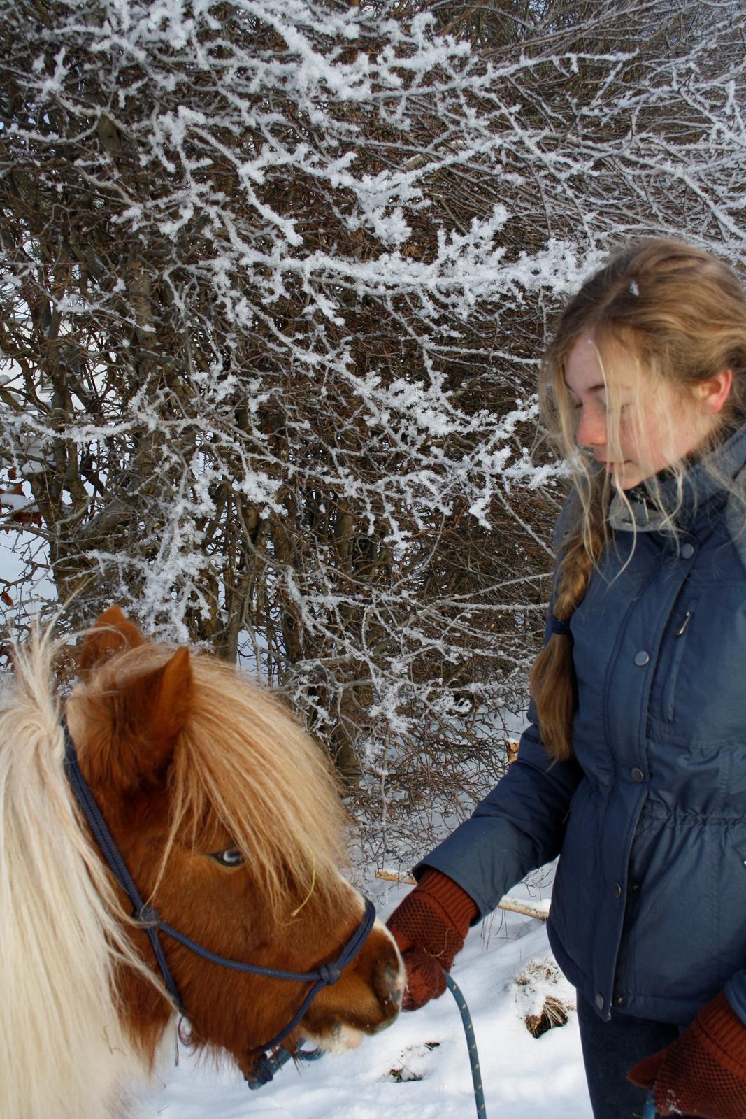 Shetlænder Flaminco *Min Skattebasse<3* - <3 billede 6