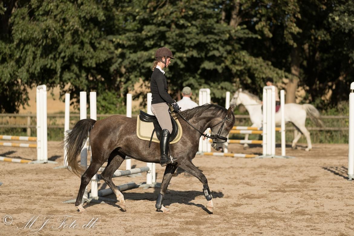 DSP Tystrupgårds Bathiba - 23/8 - 2016 billede 11