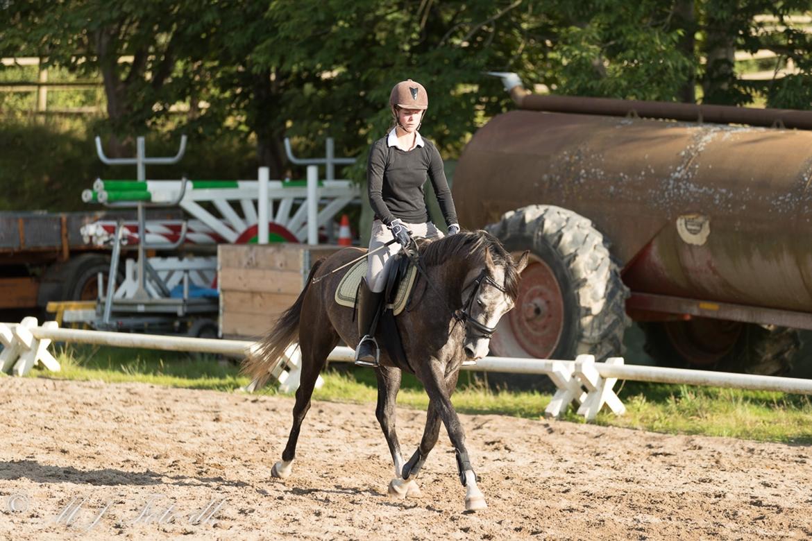 DSP Tystrupgårds Bathiba - 23/8 - 2016 billede 10