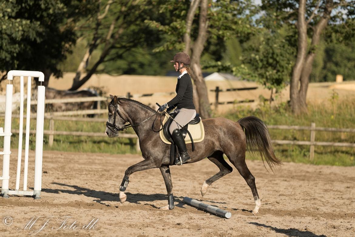 DSP Tystrupgårds Bathiba - 23/8 - 2016 billede 12