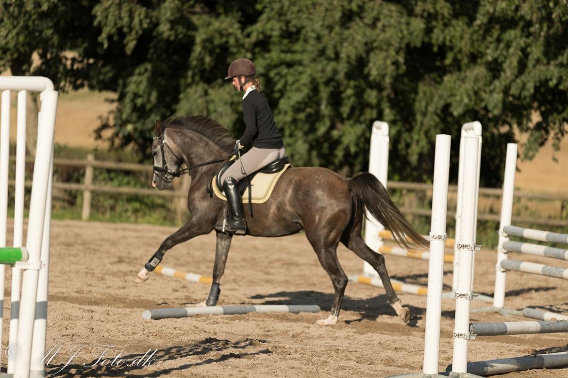 DSP Tystrupgårds Bathiba - 23/8 - 2016 billede 13