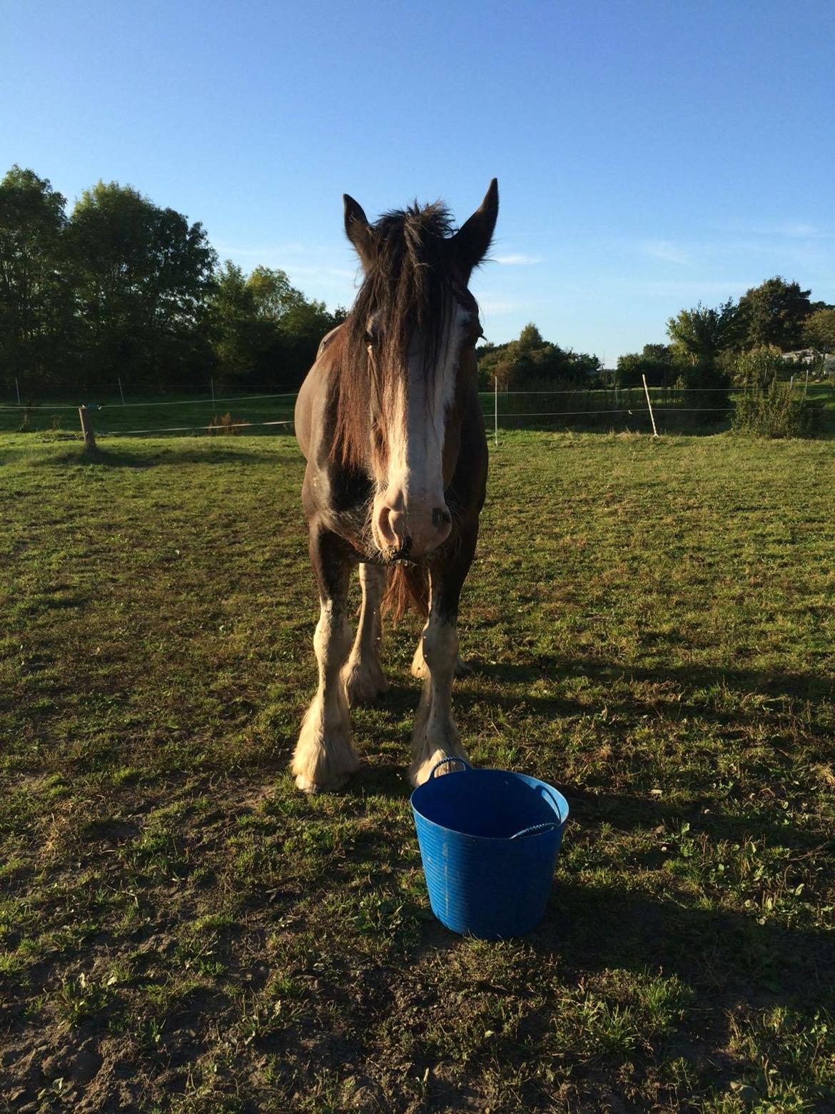 Clydesdale Lady Rose billede 9