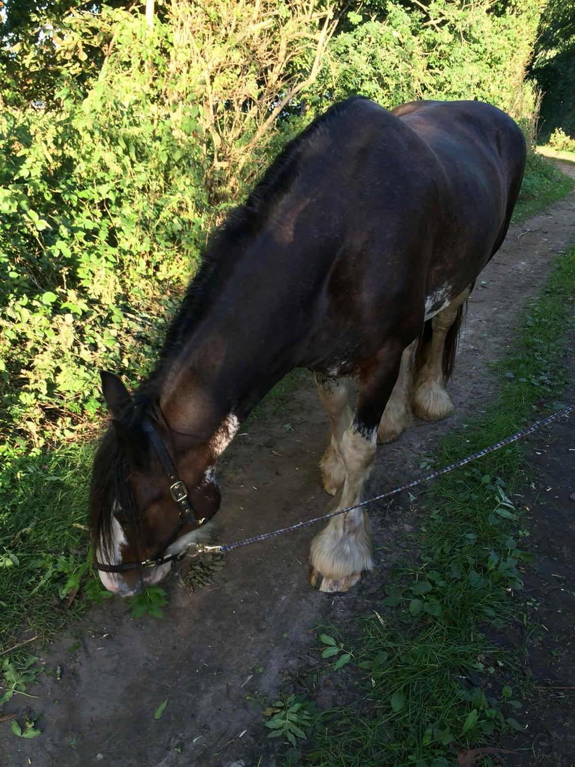 Clydesdale Lady Rose billede 10