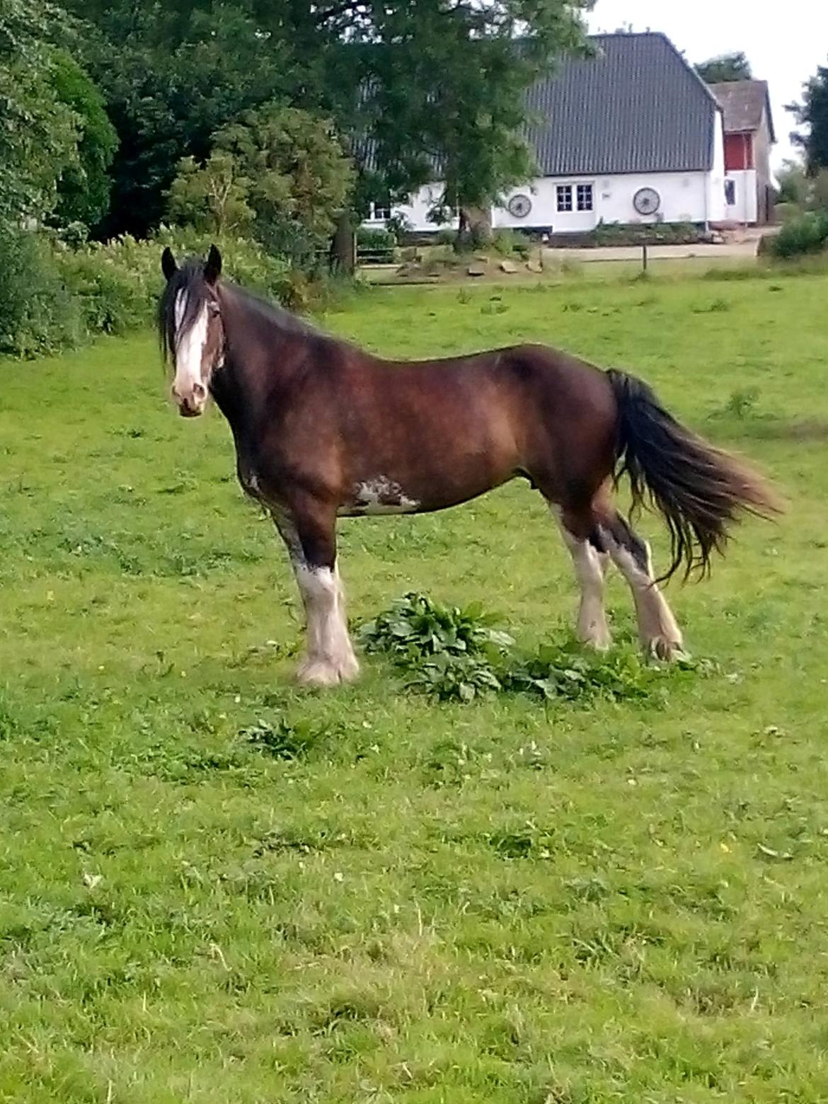 Clydesdale Lady Rose billede 12