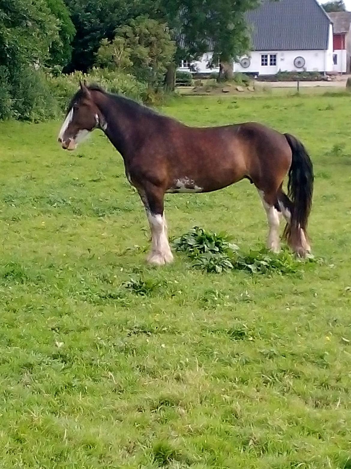 Clydesdale Lady Rose billede 13