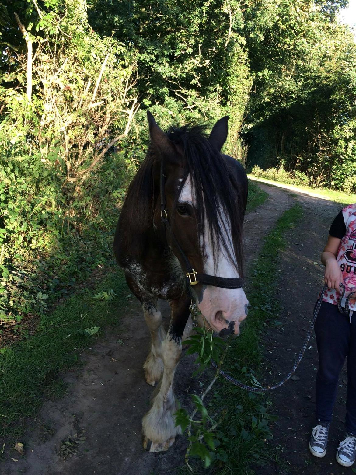 Clydesdale Lady Rose billede 14