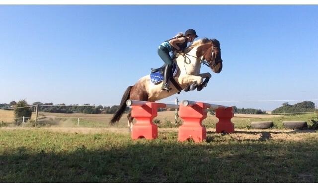 Islænder Aslan billede 1