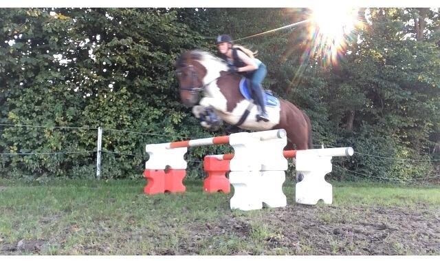 Islænder Aslan billede 11