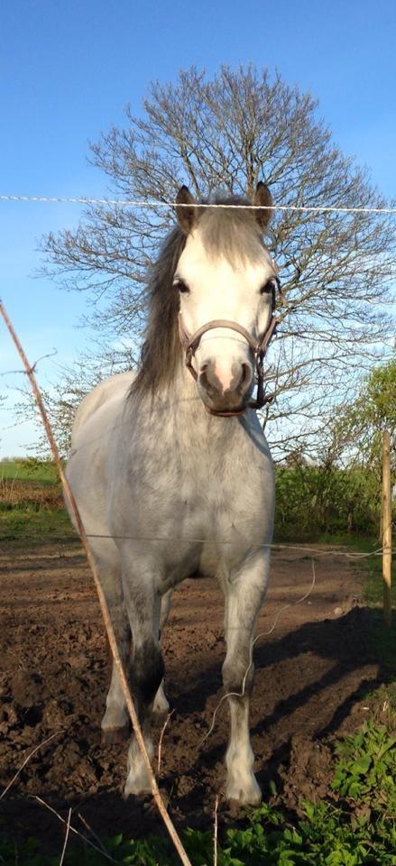 Welsh Mountain (sec A) Fakla Joy billede 8