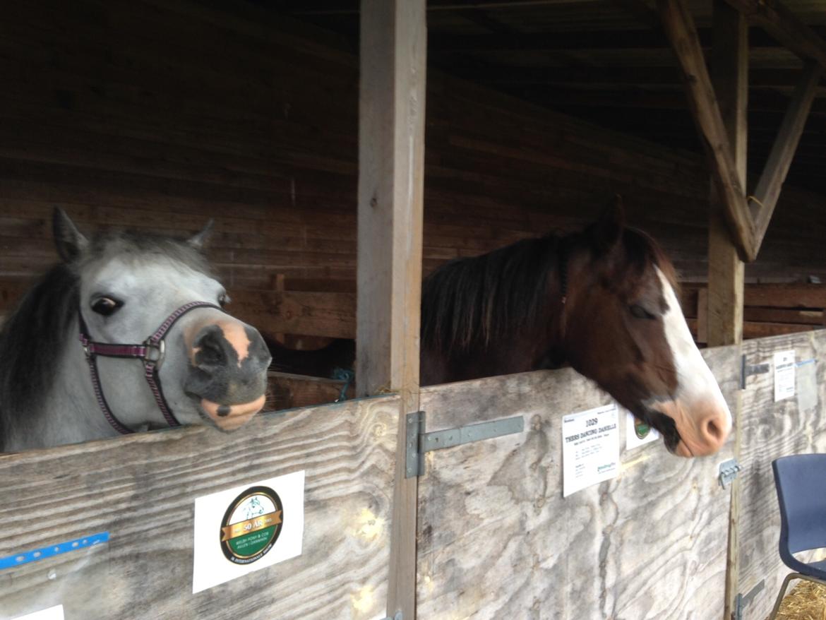 Welsh Mountain (sec A) Fakla Joy billede 14