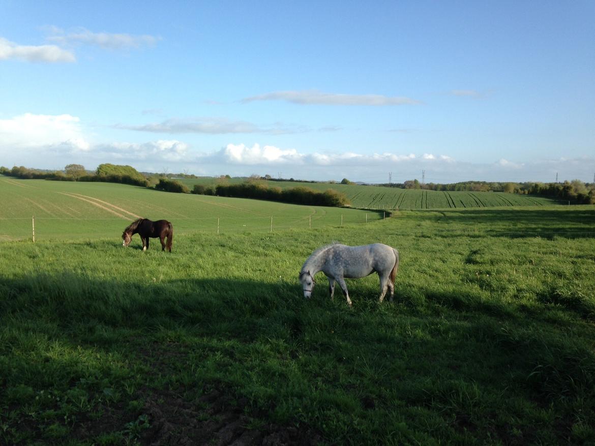 Welsh Mountain (sec A) Fakla Joy billede 9