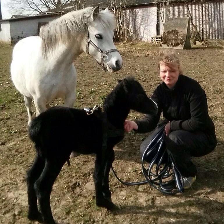 Welsh Mountain (sec A) Stensgaards Jolene billede 8
