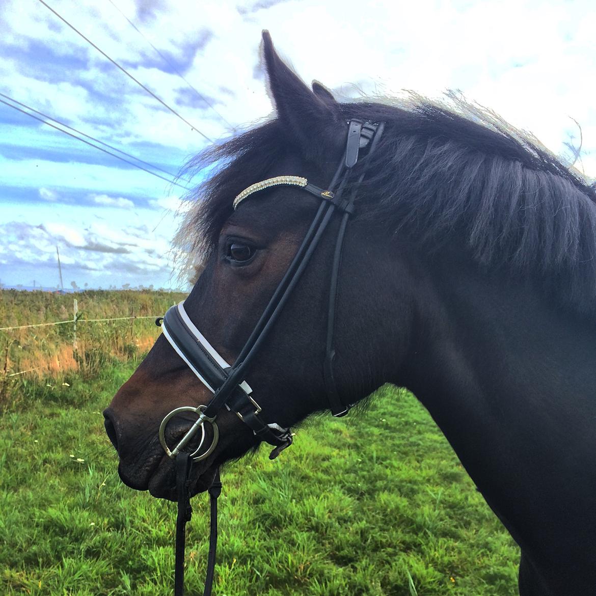 Welsh Cob (sec D) Bjørnstrups mona lisa billede 3