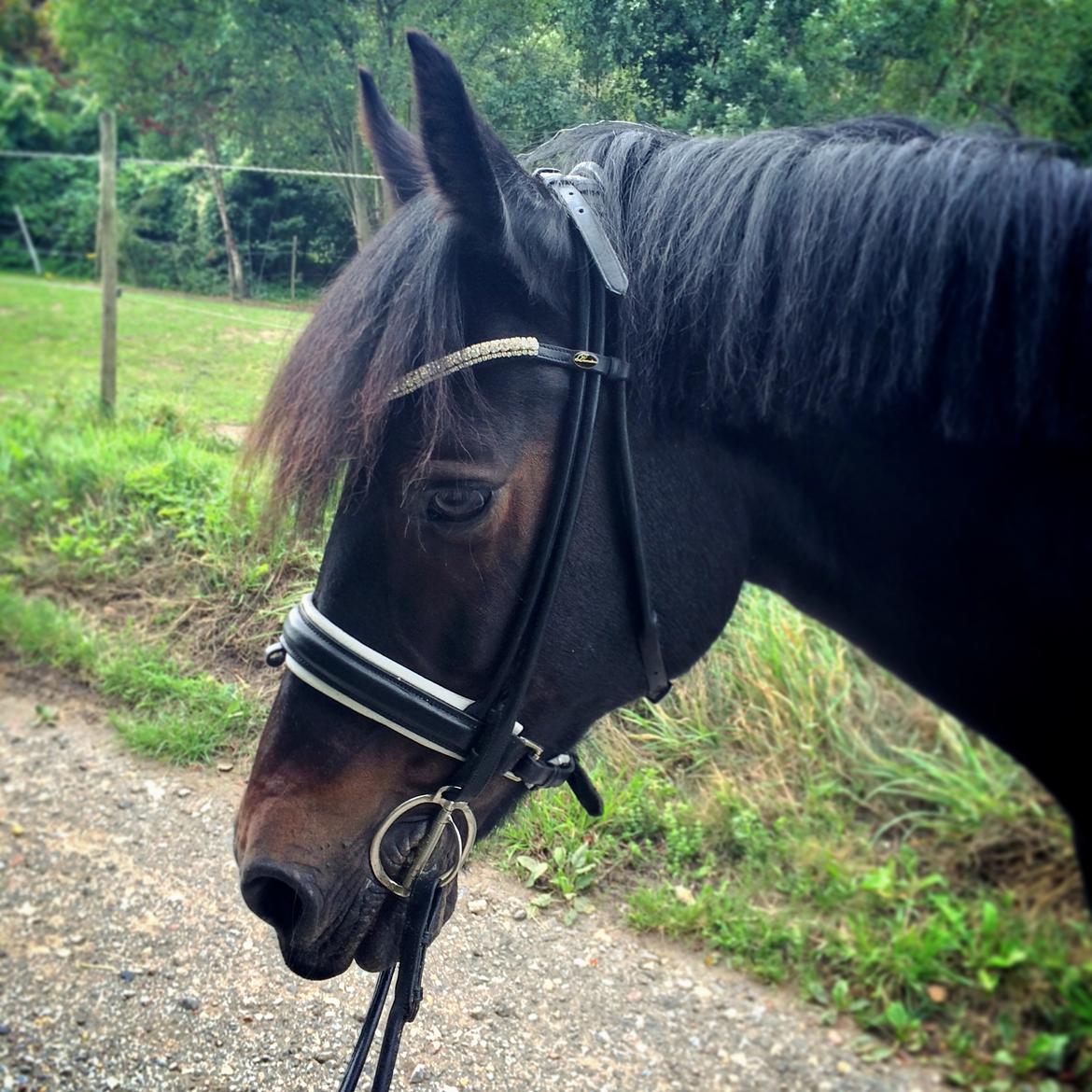 Welsh Cob (sec D) Bjørnstrups mona lisa billede 14