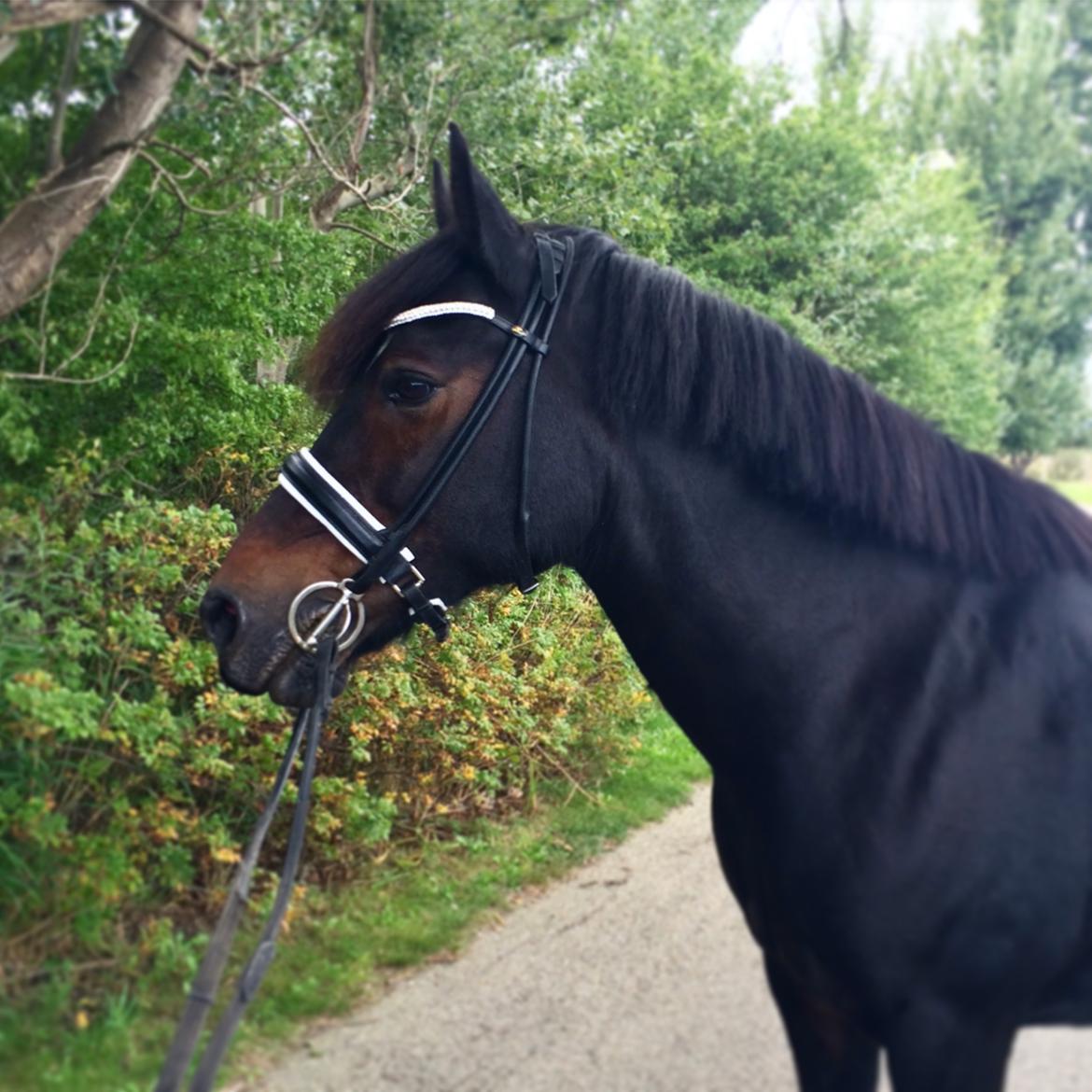 Welsh Cob (sec D) Bjørnstrups mona lisa billede 9