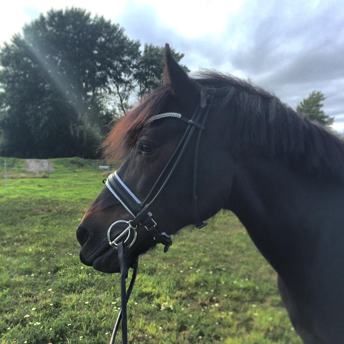Welsh Cob (sec D) Bjørnstrups mona lisa billede 20