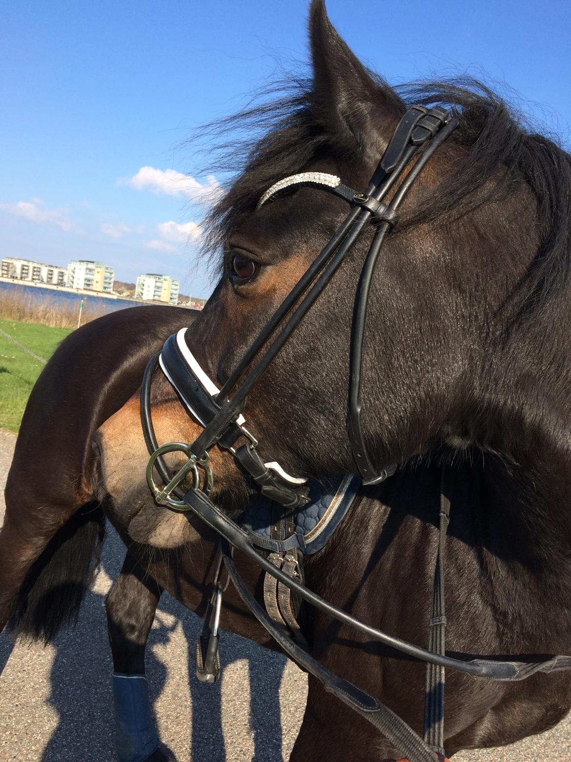 Welsh Cob (sec D) Bjørnstrups mona lisa billede 5