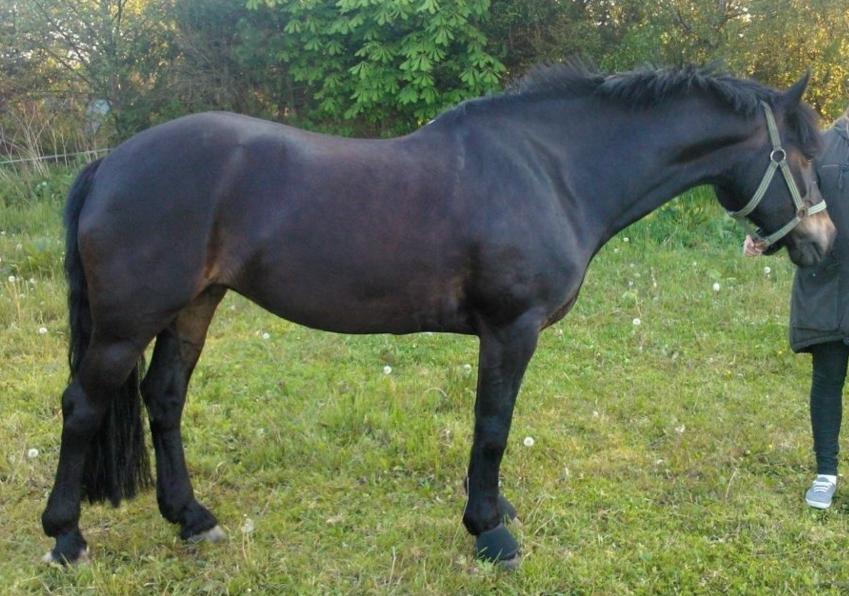 Welsh Cob (sec D) Bjørnstrups mona lisa billede 15