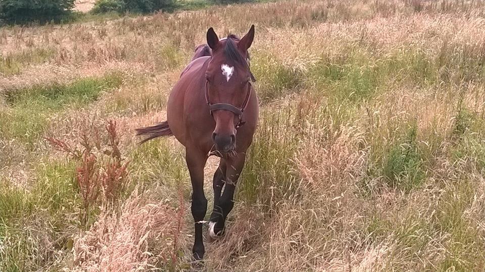 Dansk Varmblod Chanell (Gimpe)  billede 6