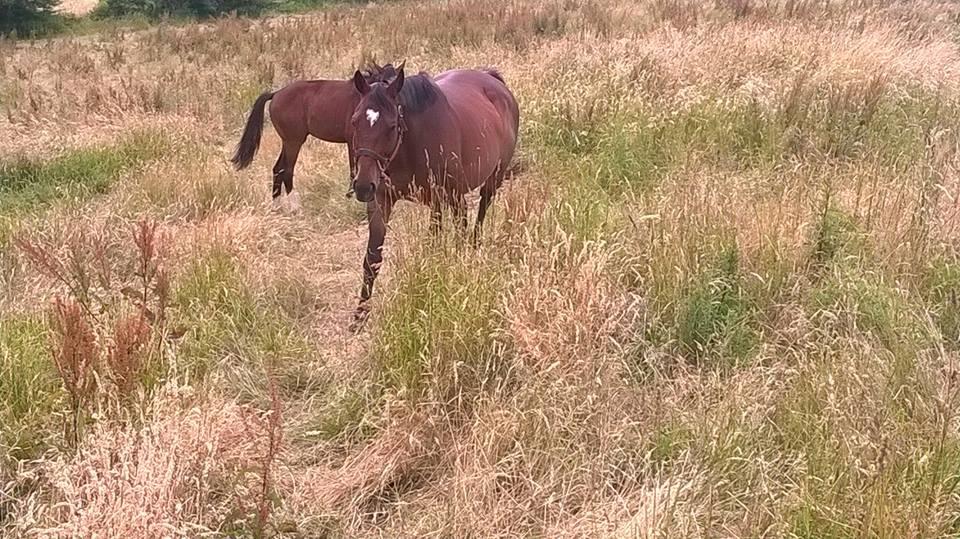 Dansk Varmblod Chanell (Gimpe)  billede 7