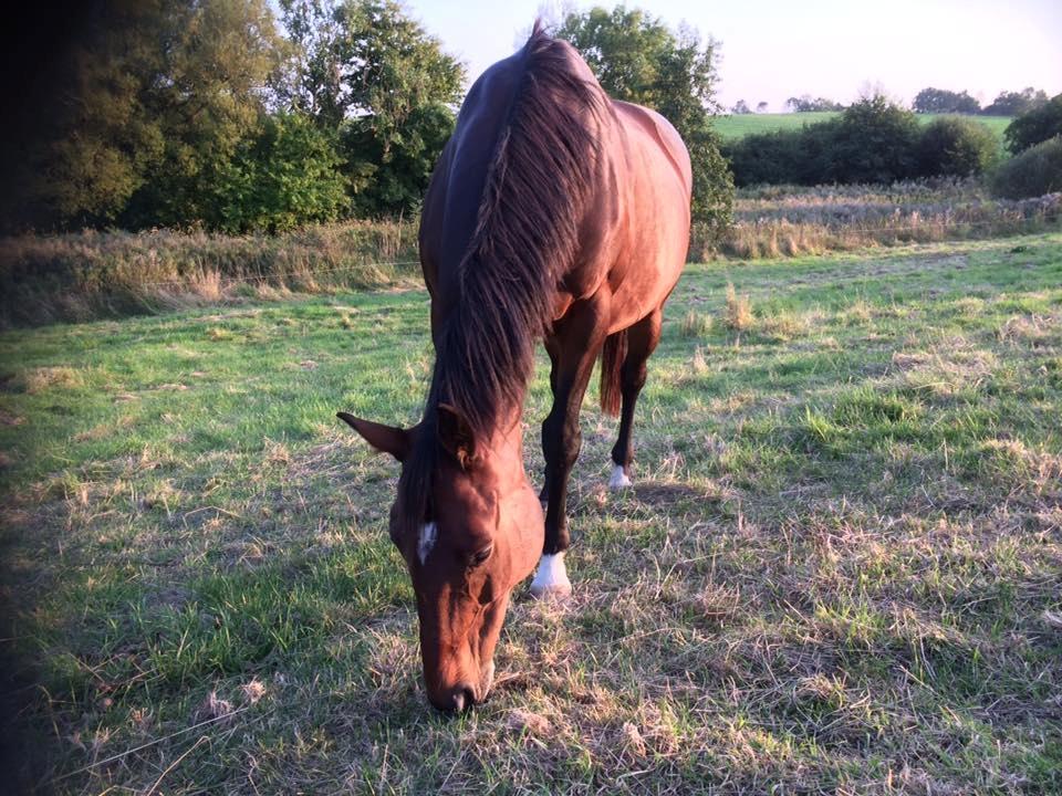 Dansk Varmblod Chanell (Gimpe)  billede 8