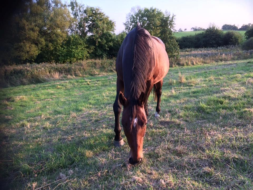 Dansk Varmblod Chanell (Gimpe)  billede 9