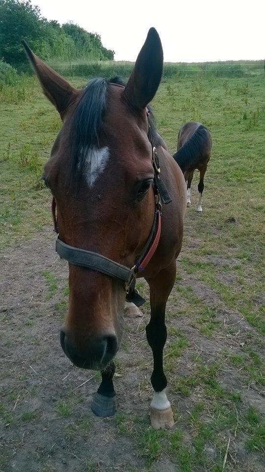 Dansk Varmblod Chanell (Gimpe)  billede 10