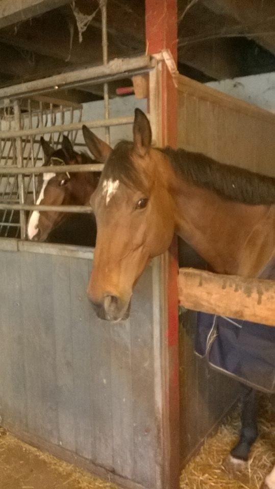 Dansk Varmblod Chanell (Gimpe)  billede 11