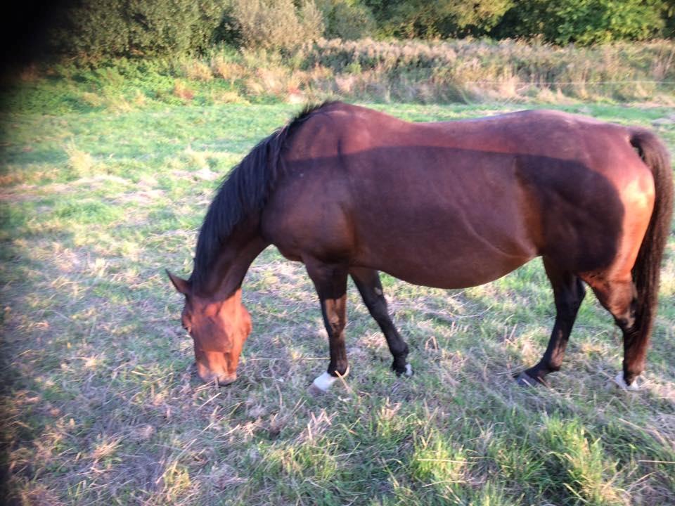 Dansk Varmblod Chanell (Gimpe)  billede 12