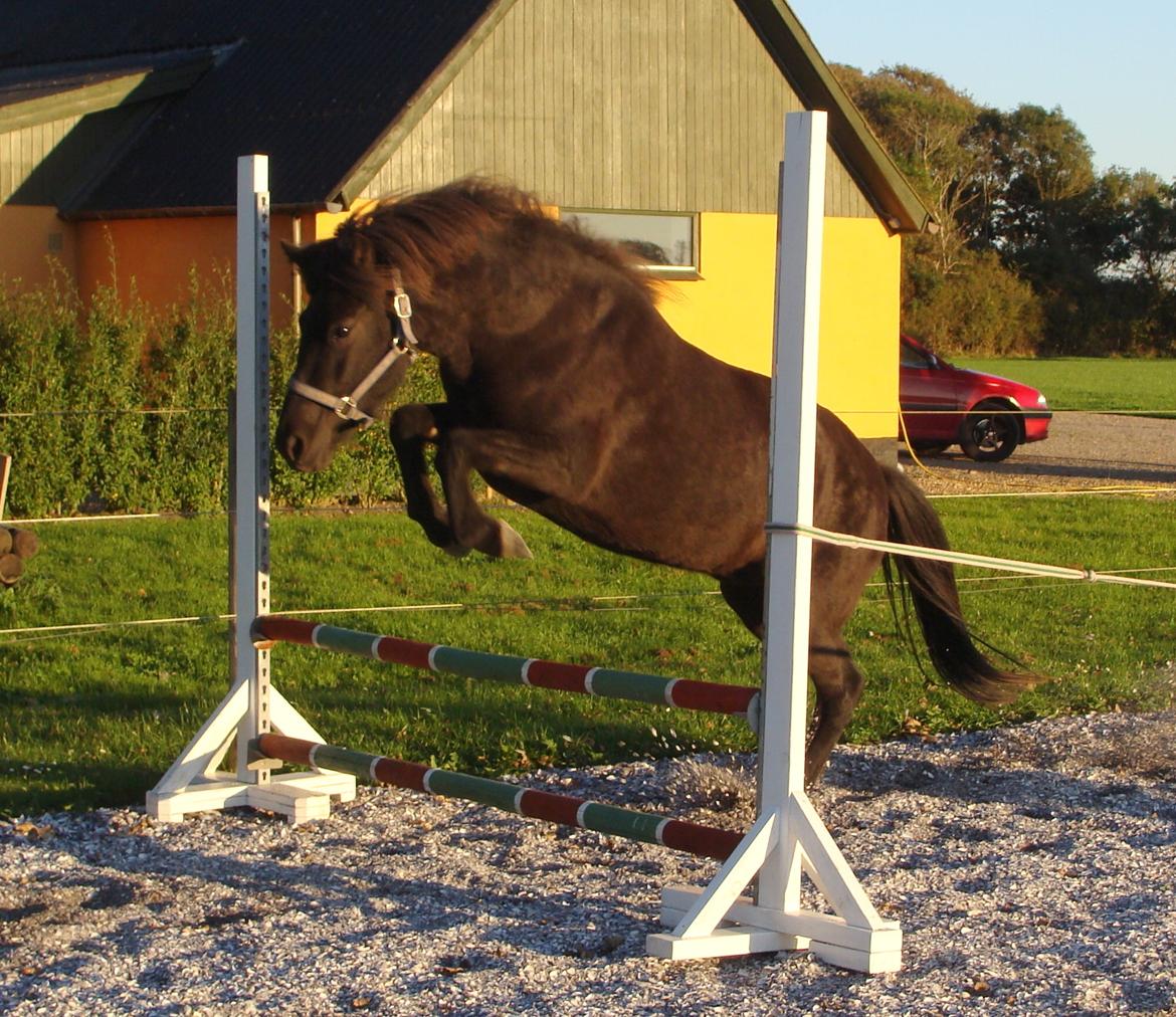 Islænder Dimma fra Trekanten - Første gang hun løssprang billede 28