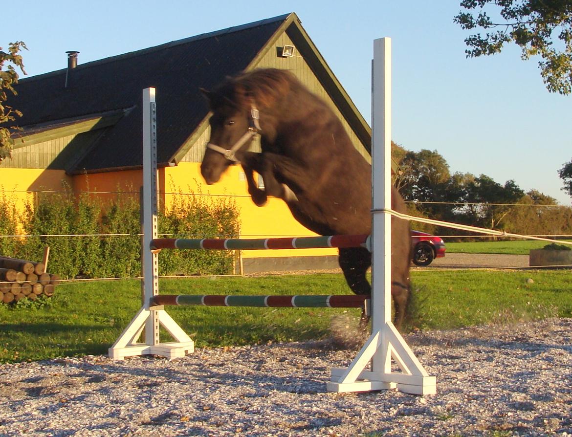 Islænder Dimma fra Trekanten - Første gang hun løssprang billede 16