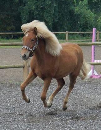 Islænder Gjöf fra Østervang billede 26