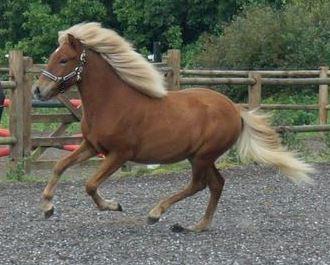 Islænder Gjöf fra Østervang billede 13