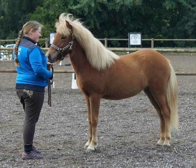 Islænder Gjöf fra Østervang billede 18