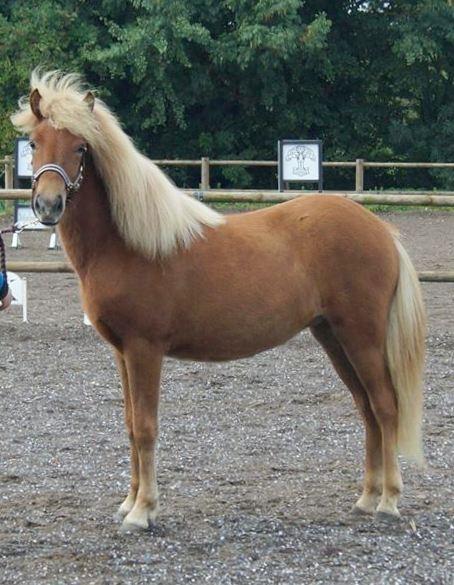 Islænder Gjöf fra Østervang billede 7