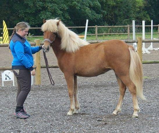 Islænder Gjöf fra Østervang billede 25