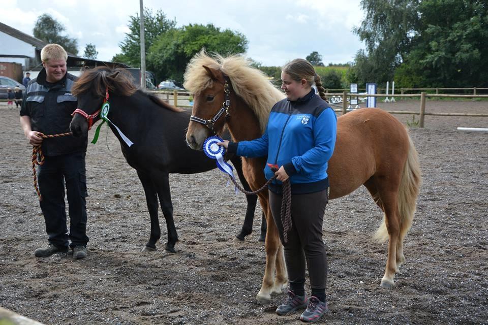 Islænder Gjöf fra Østervang billede 9