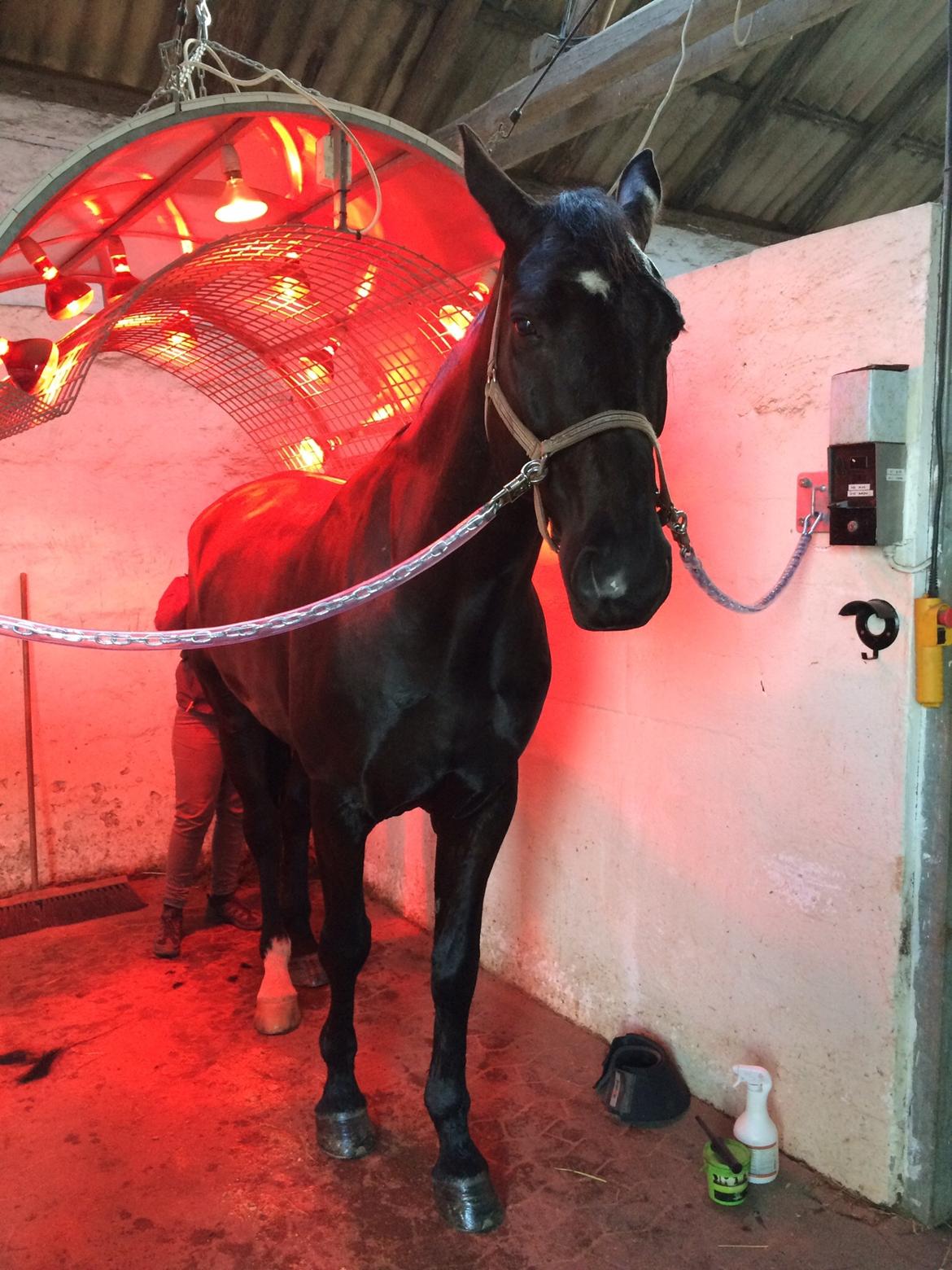 Oldenborg Robin billede 2