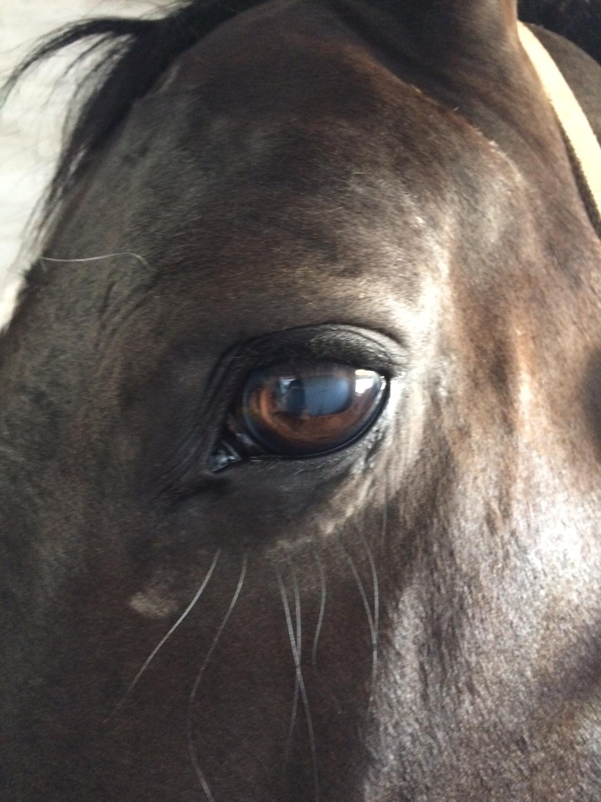 Oldenborg Robin billede 6