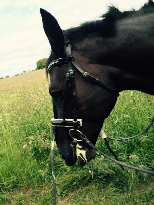 Oldenborg Robin billede 9