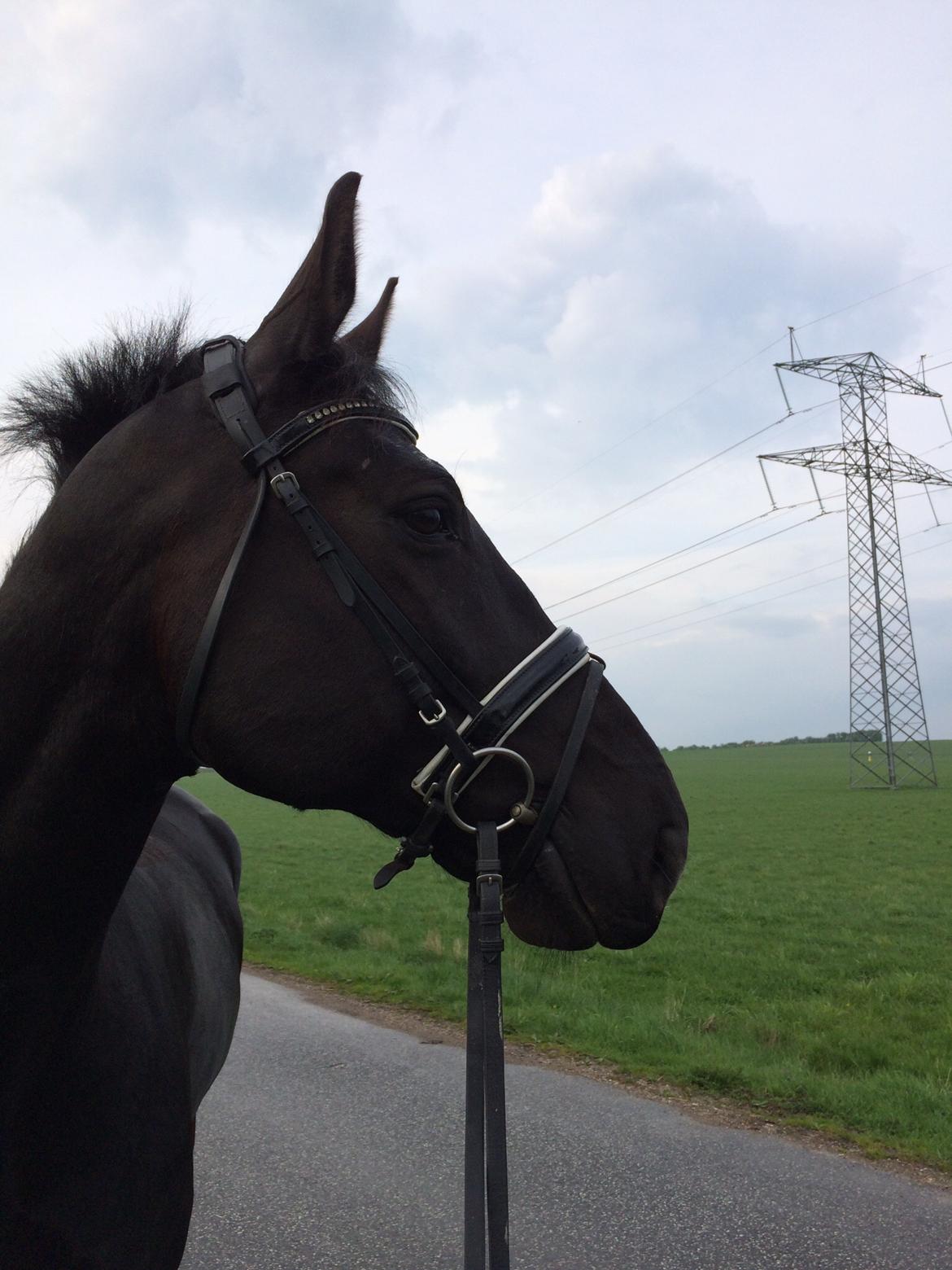 Oldenborg Robin billede 7