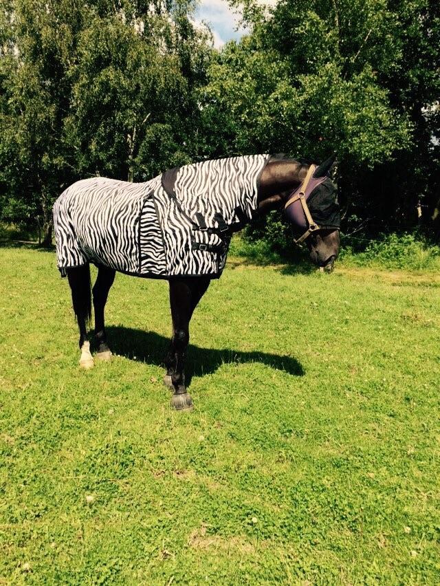 Oldenborg Robin billede 11